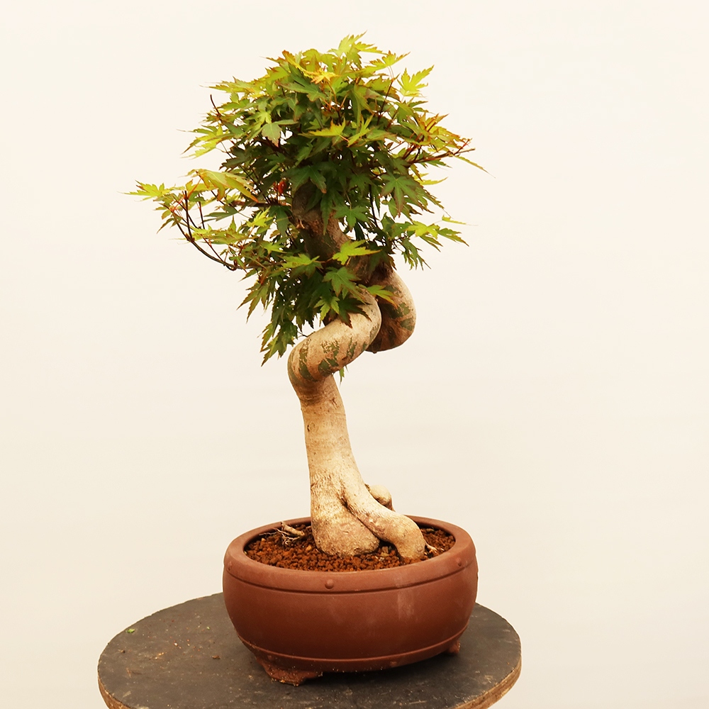 Kültéri bonsai - Maple palmatum - Pálmák