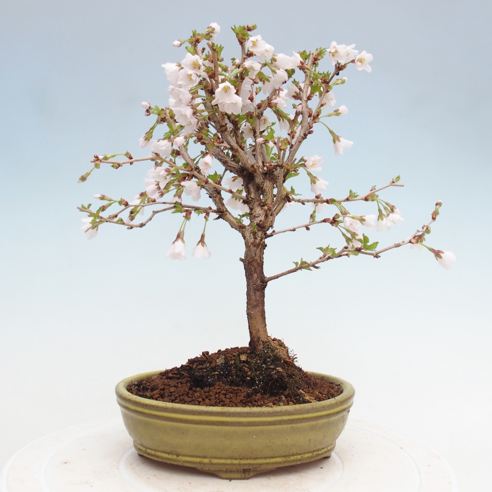 Kültéri bonsai - Prunus incisa Kojou-no mai-Plivon kivágva