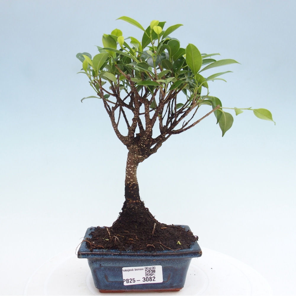Szoba bonsai Ficus retusa kimmen