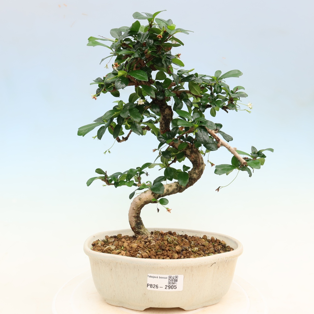 Szobai bonsai - Carmona macrophylla - Tea fuki