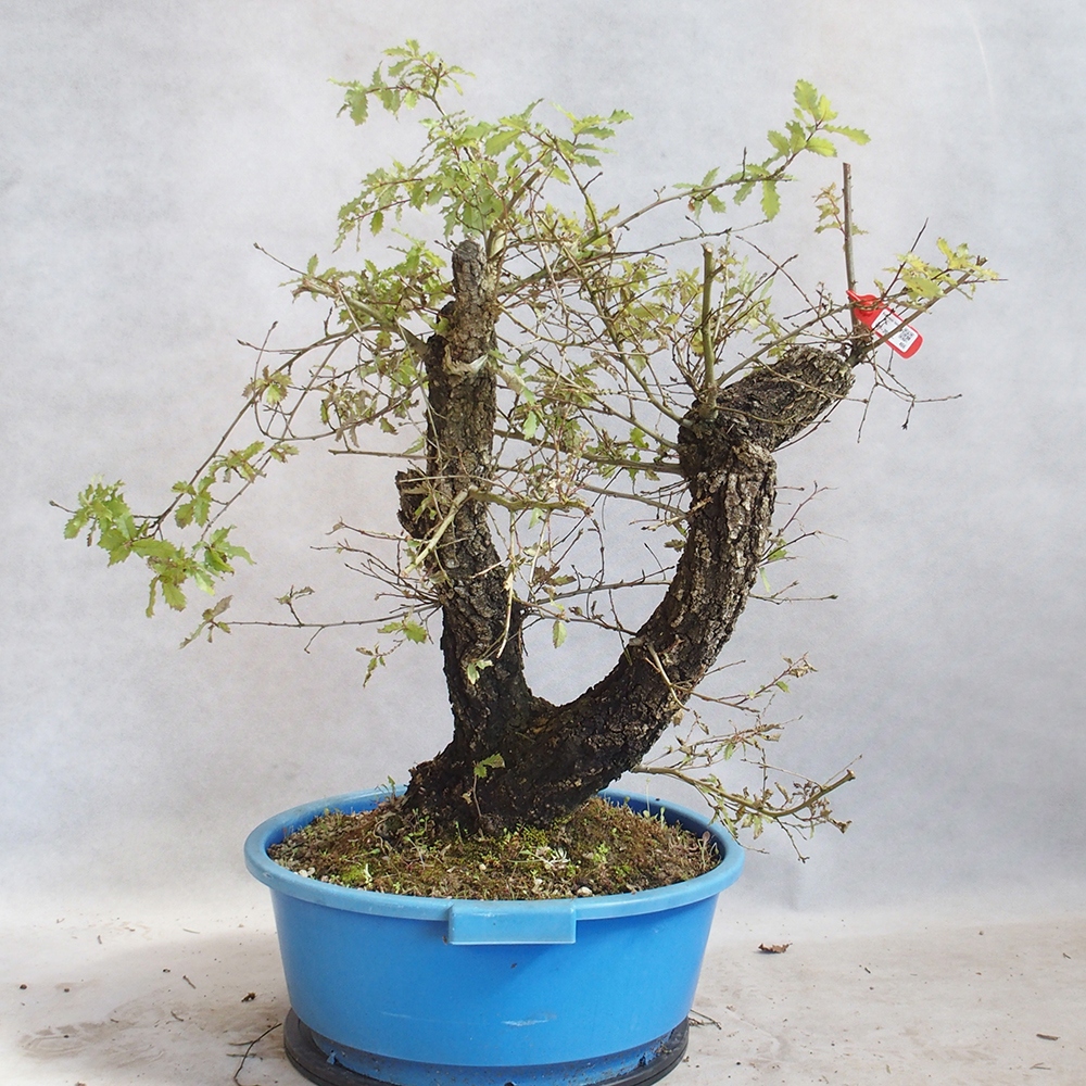 Kültéri bonsai Quercus Cerris - Tölgy Cer