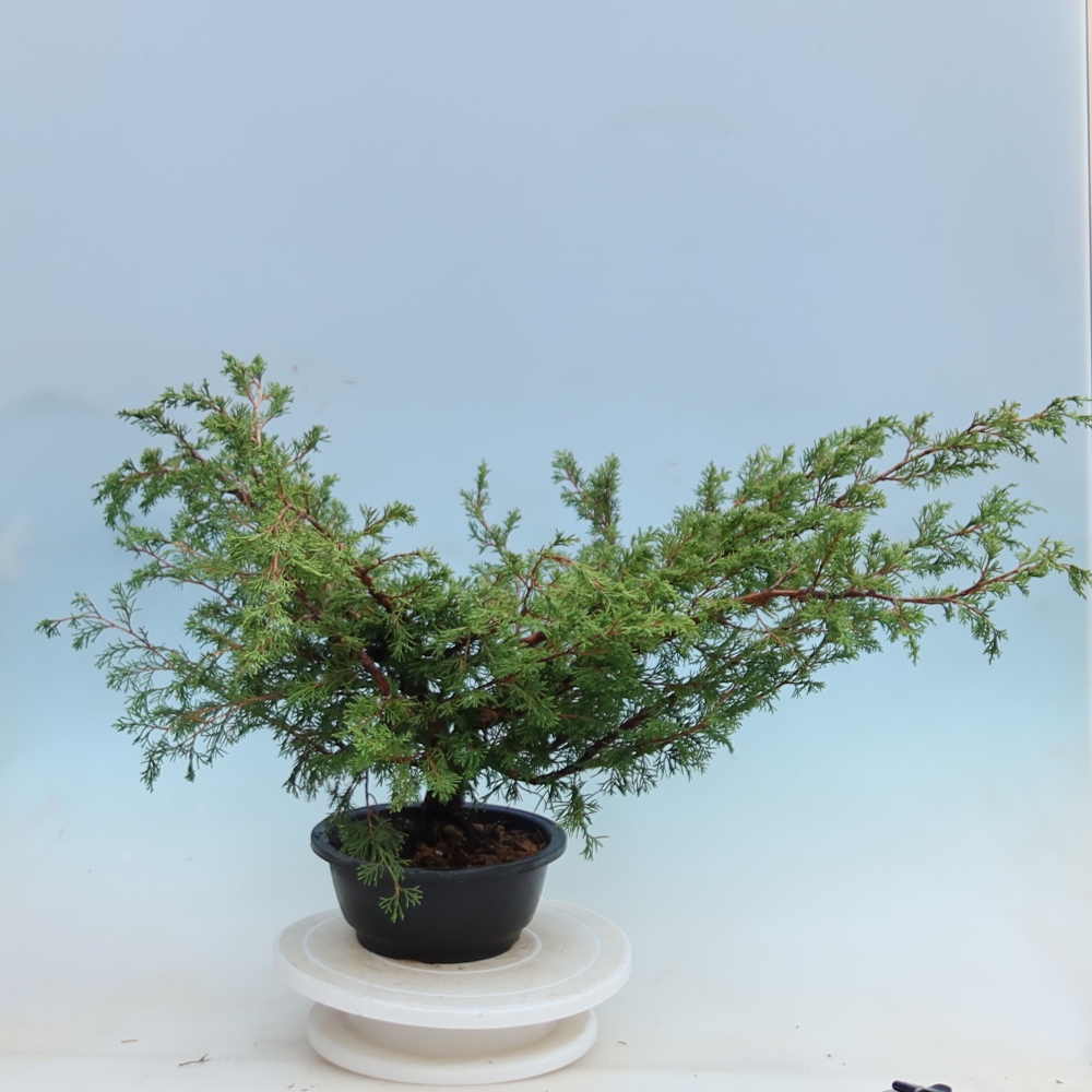 Kültéri bonsai – Juniperus chinensis Itoigawa – Kínai boróka