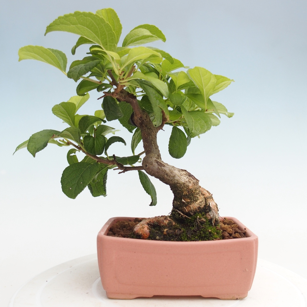 Kültéri bonsai - Celastrus orbiculatus