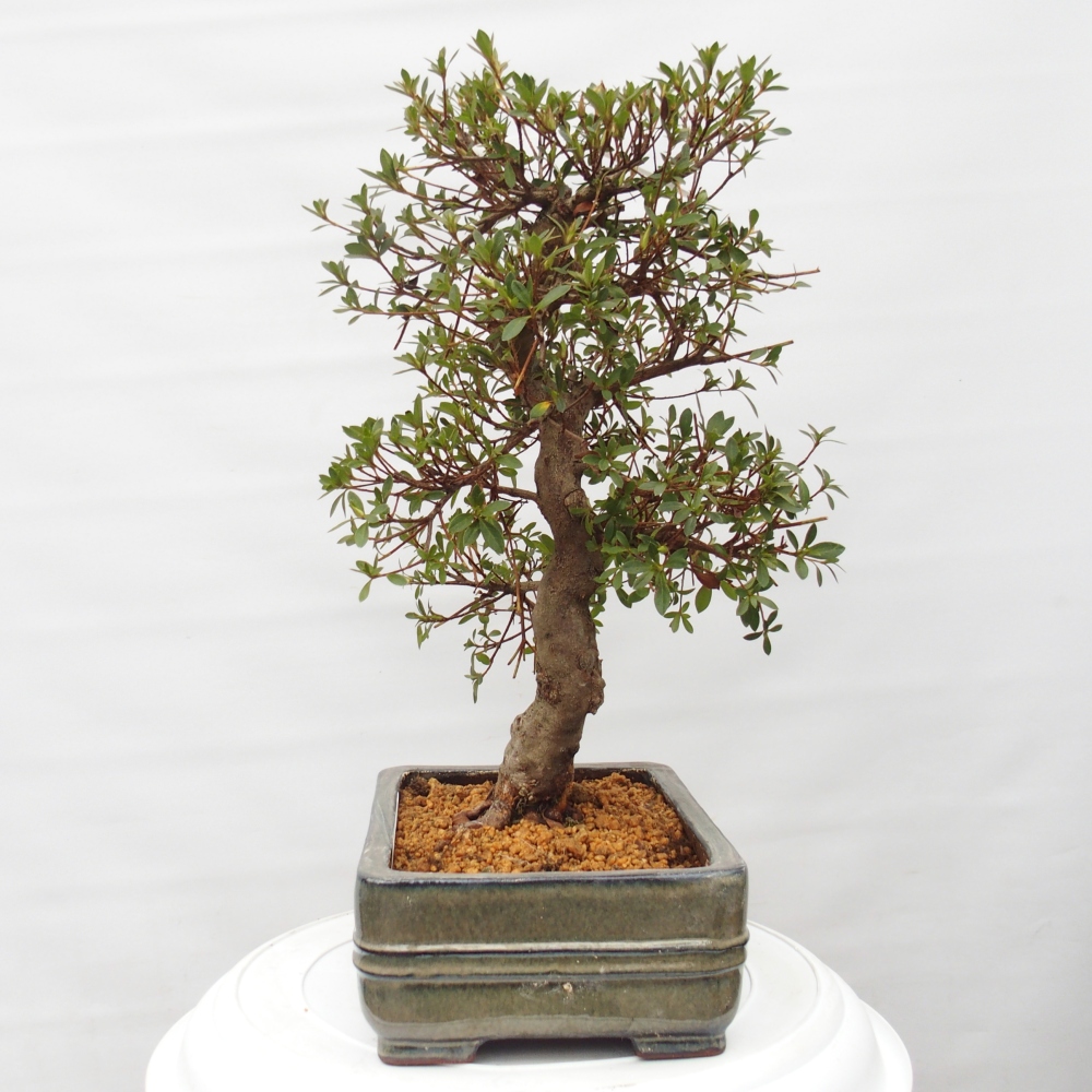 Kültéri bonsai - Japán azálea - Azalea Rin