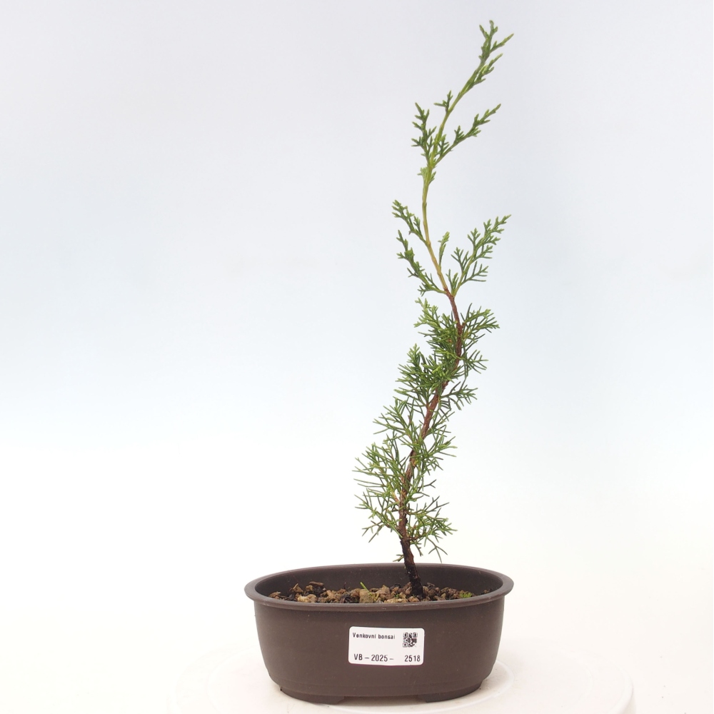 Kültéri bonsai - Juniperus chinensis Itoigawa