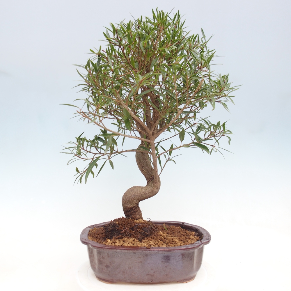 Szobai bonsai - Ficus nerifolia - kislevelű fikusz