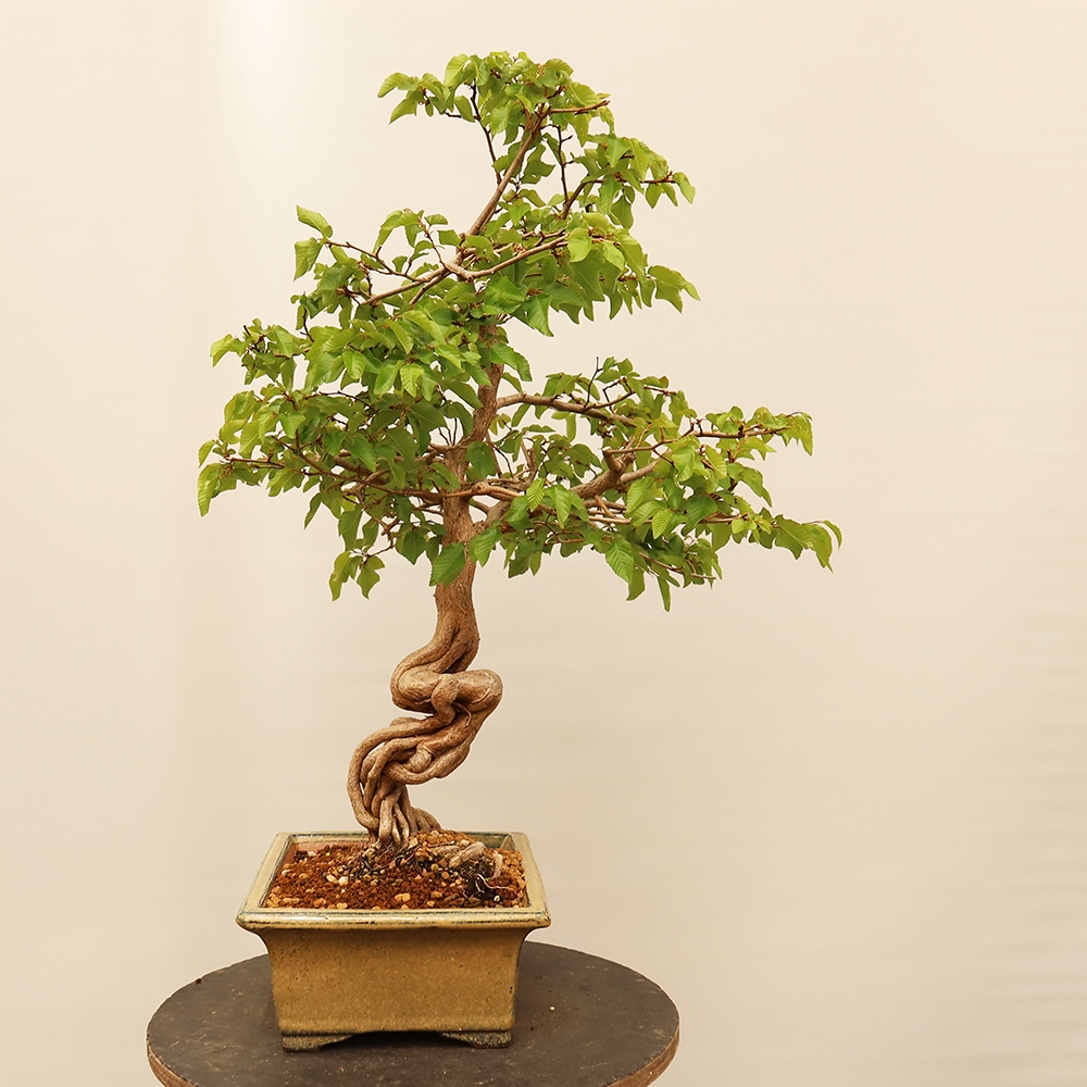 Kültéri bonsai -Carpinus Coreana - Koreai gyertyánfa