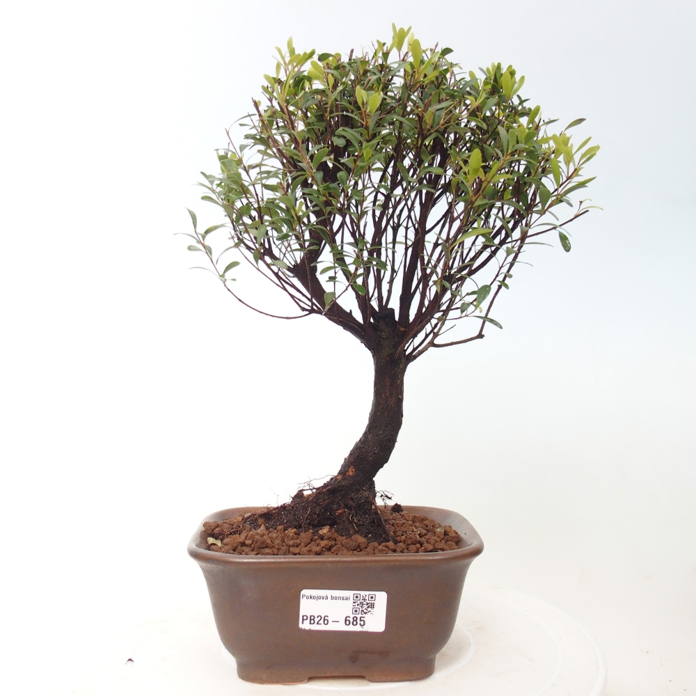 Szobai bonsai - Syzygium - Pimento