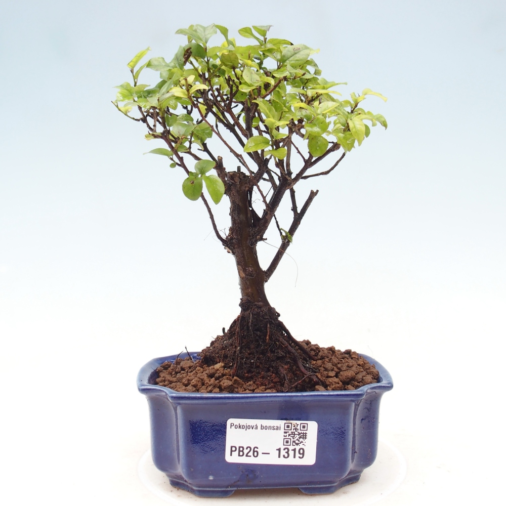 Szobai bonsai - Sageretia thea - Sageretia thea
