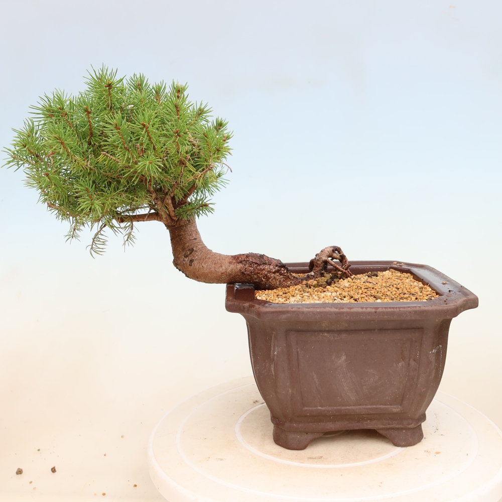 Kültéri bonsai - lucfenyő - Picea glauca globe