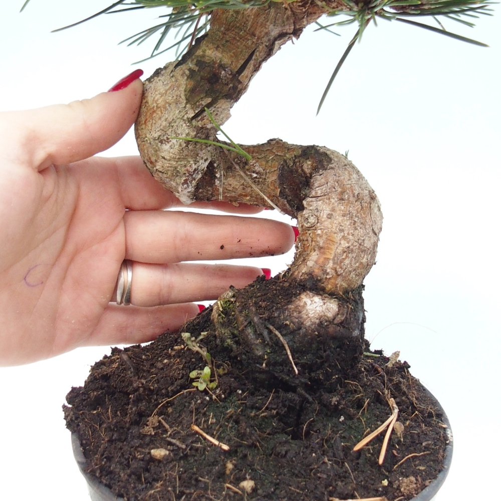 Kültéri bonsai - Pinus thunbergii senjyumaru - Thunberg fenyő