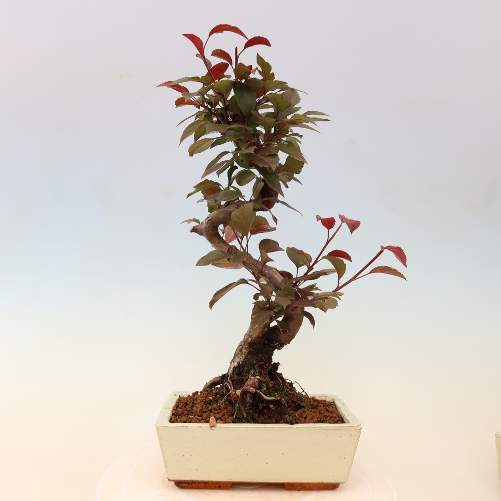 Kültéri bonsai -Malus domestica - Kis gyümölcsű piros levelű almafa