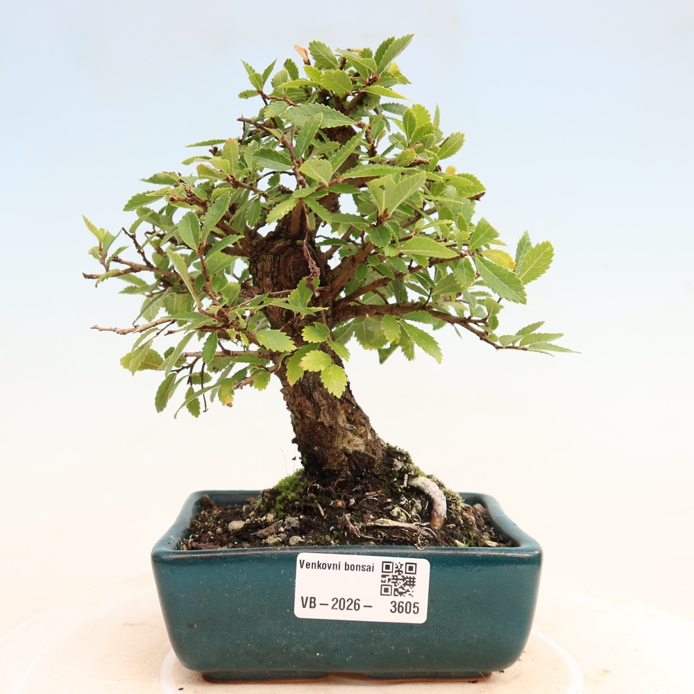 Kültéri bonsai - Zelkova - Zelkova NIRE