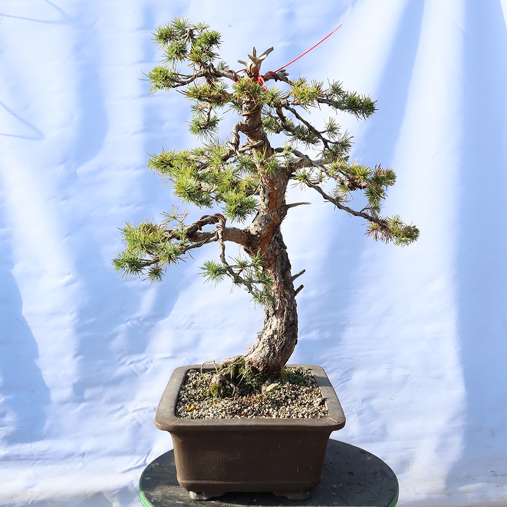 Pinus sylvestris Spanyolország – erdei fenyő