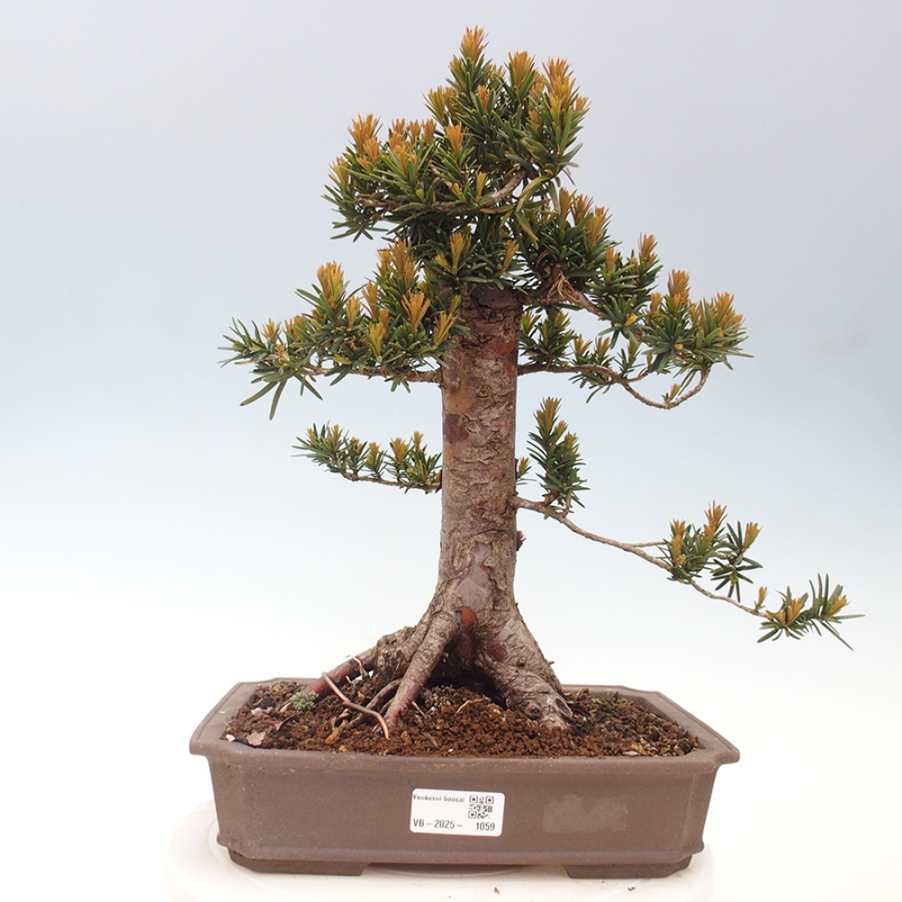 Kültéri bonsai - Taxus cuspidata - japán tiszafa