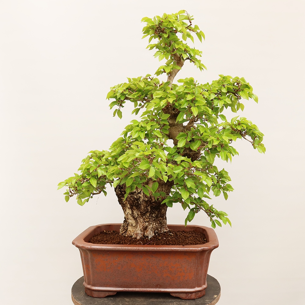 Kültéri bonsai -Carpinus Coreana - Koreai gyertyánfa