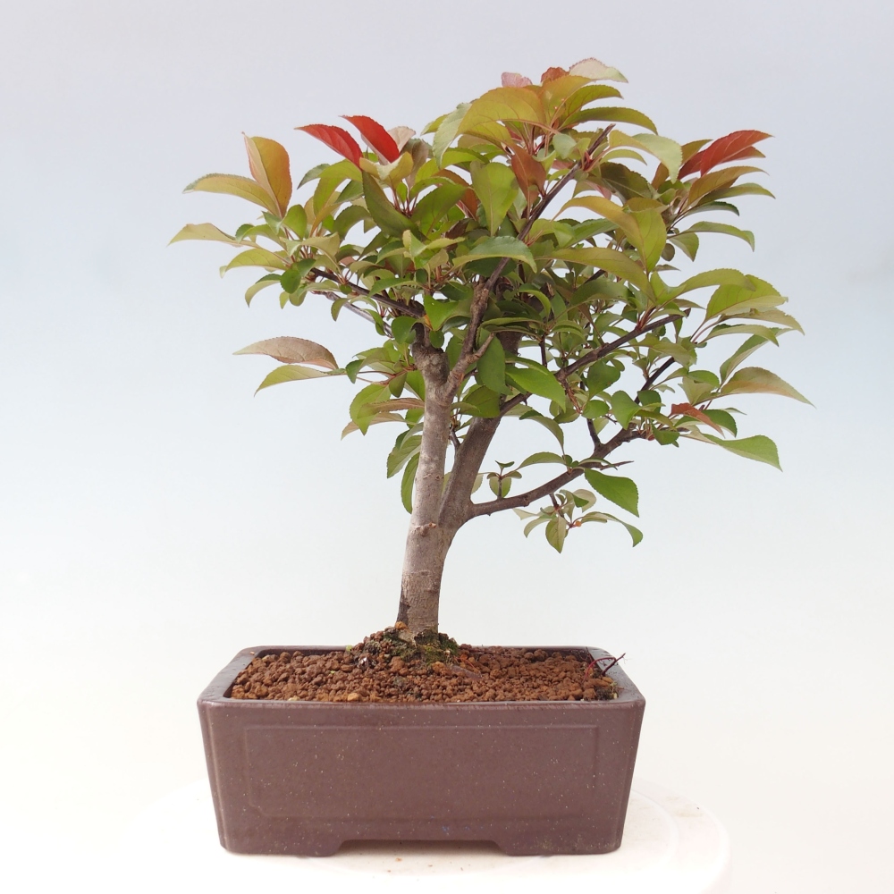 Kültéri bonsai -Malus domestica - Kis gyümölcsű piros levelű almafa