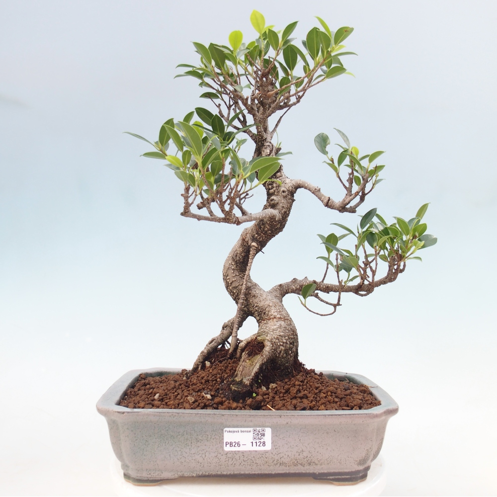 Szobai bonsai - Ficus kimmen - kislevelű fikusz