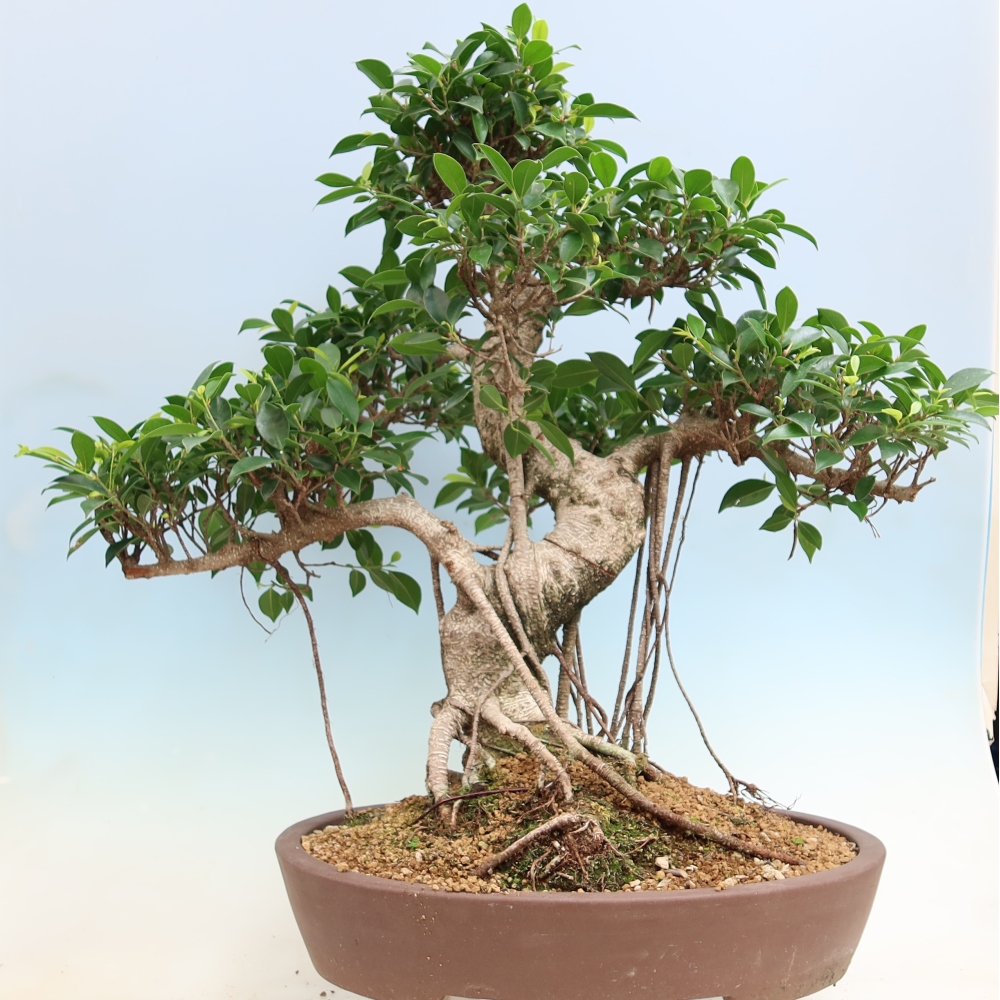 Szobai bonsai - Ficus kimmen - kislevelű fikusz