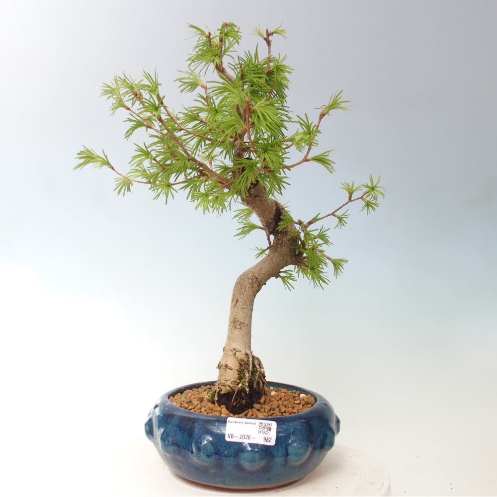 Kültéri bonsai -Pseudolarix amabis-Pseudolarix amabis-Pseudolarix amabis