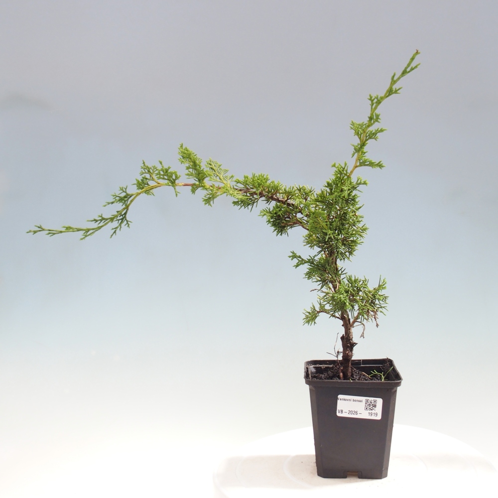 Kültéri bonsai - Juniperus chinensis Itoigawa