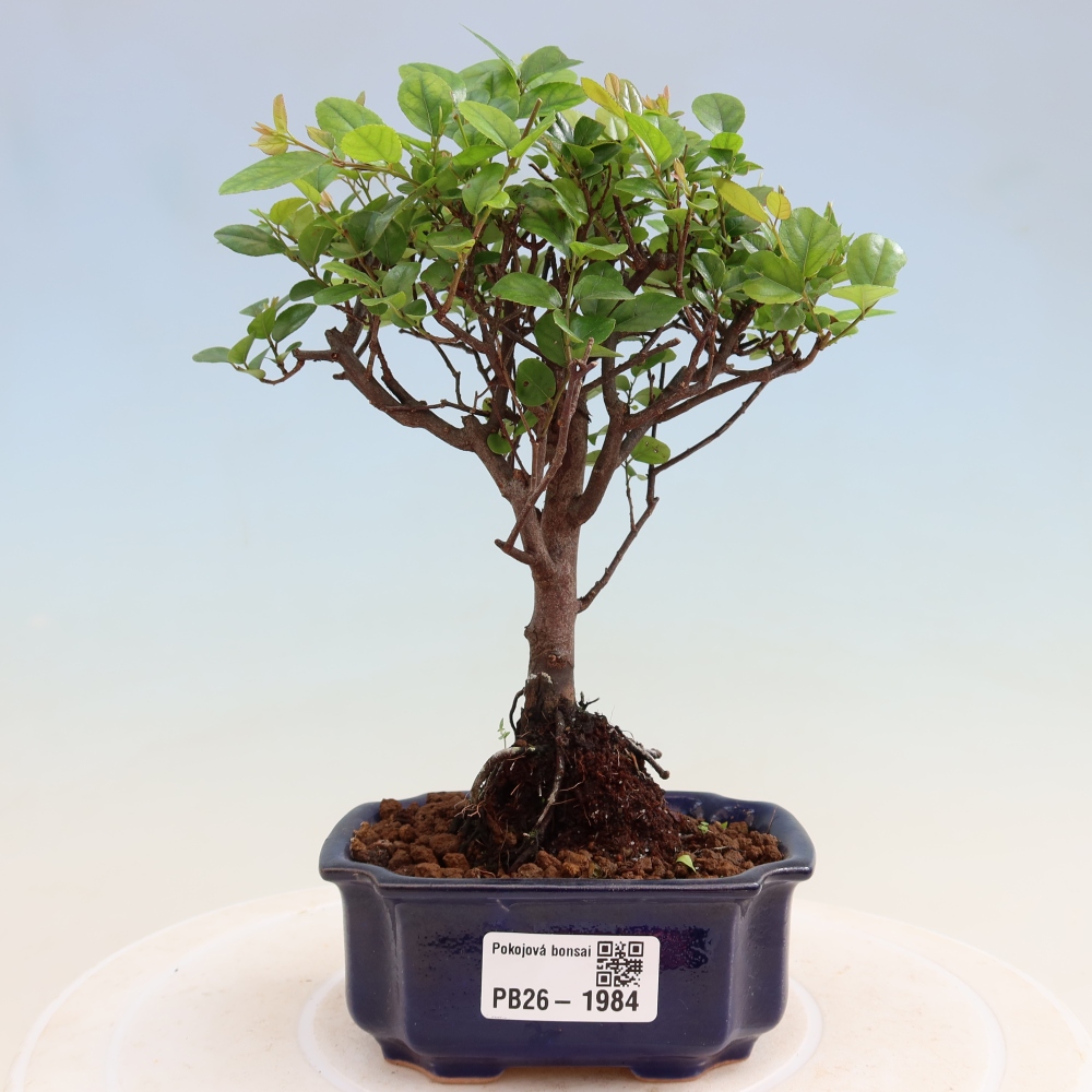 Szobai bonsai - Sageretia thea - Sageretia thea