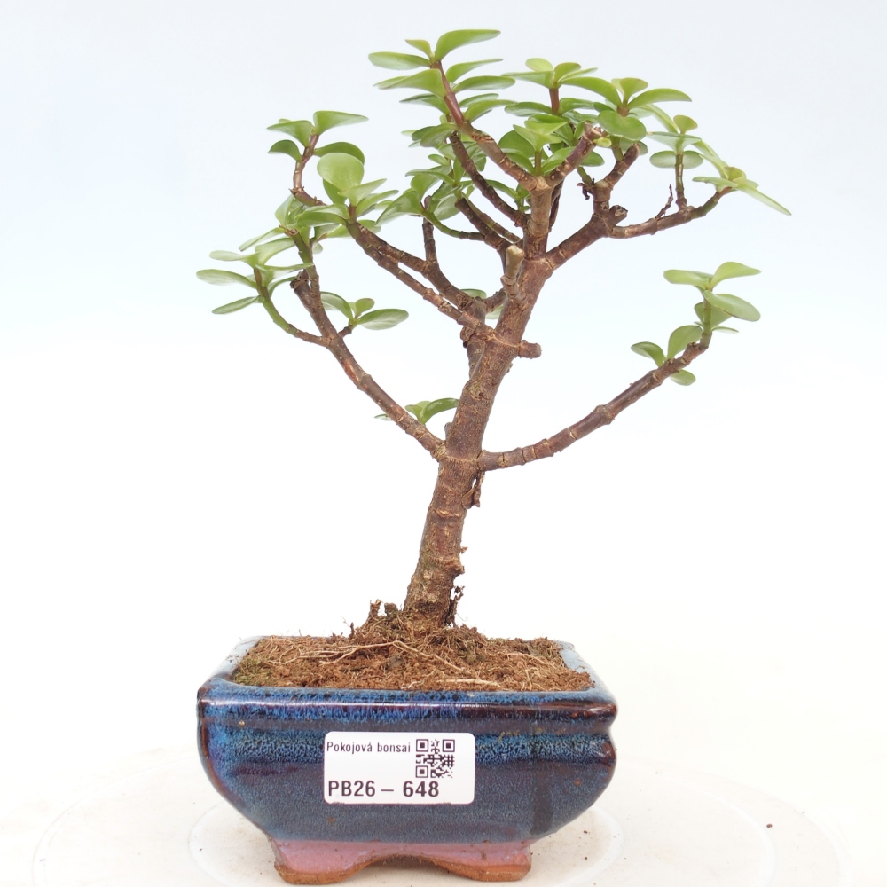 Szoba bonsai - Portulakaria Afra - Tlustice
