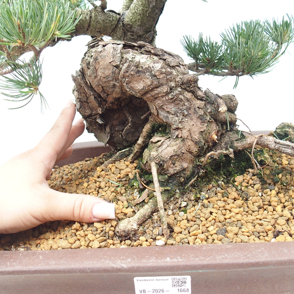 Kültéri bonsai - Pinus parviflora - Pinus parviflora
