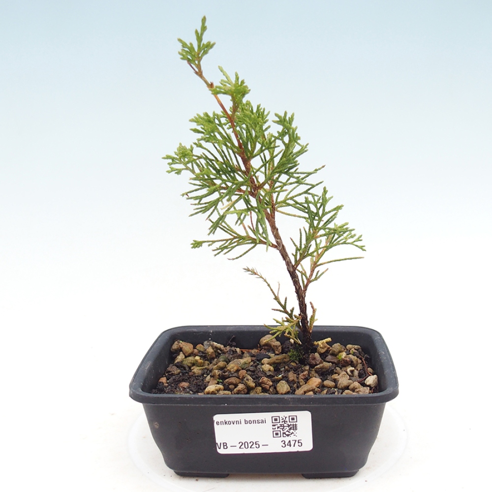 Kültéri bonsai - Juniperus chinensis Itoigawa