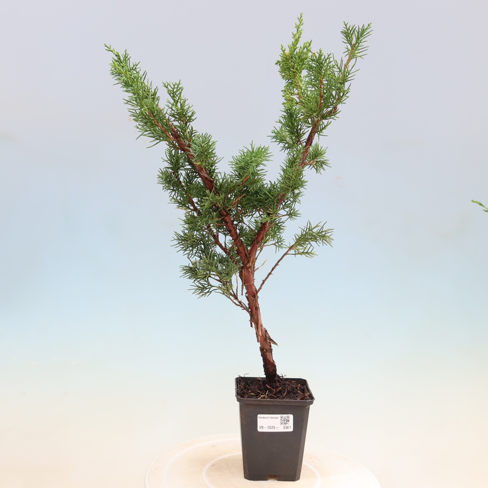 Kültéri bonsai - Juniperus chinensis Kishu