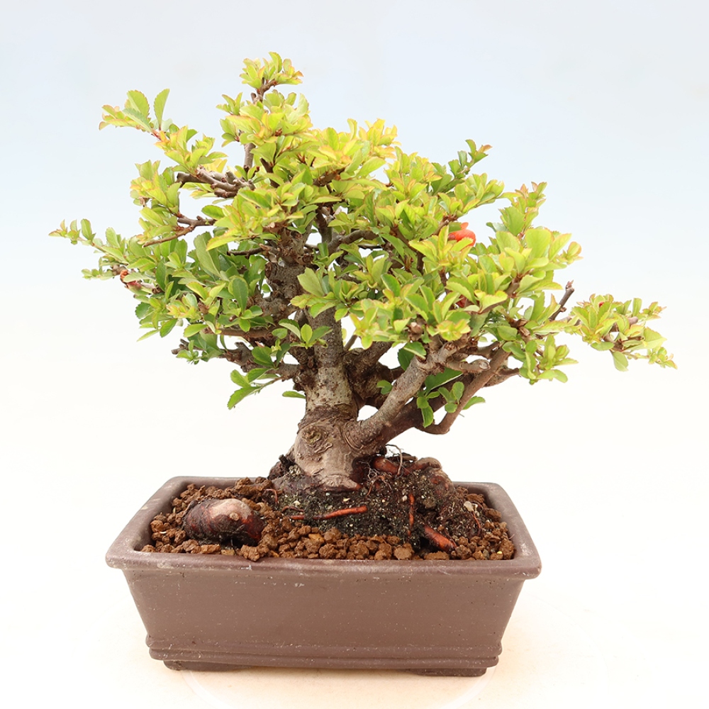 Kültéri bonsai - Chaneomeles speciosa Chojubai