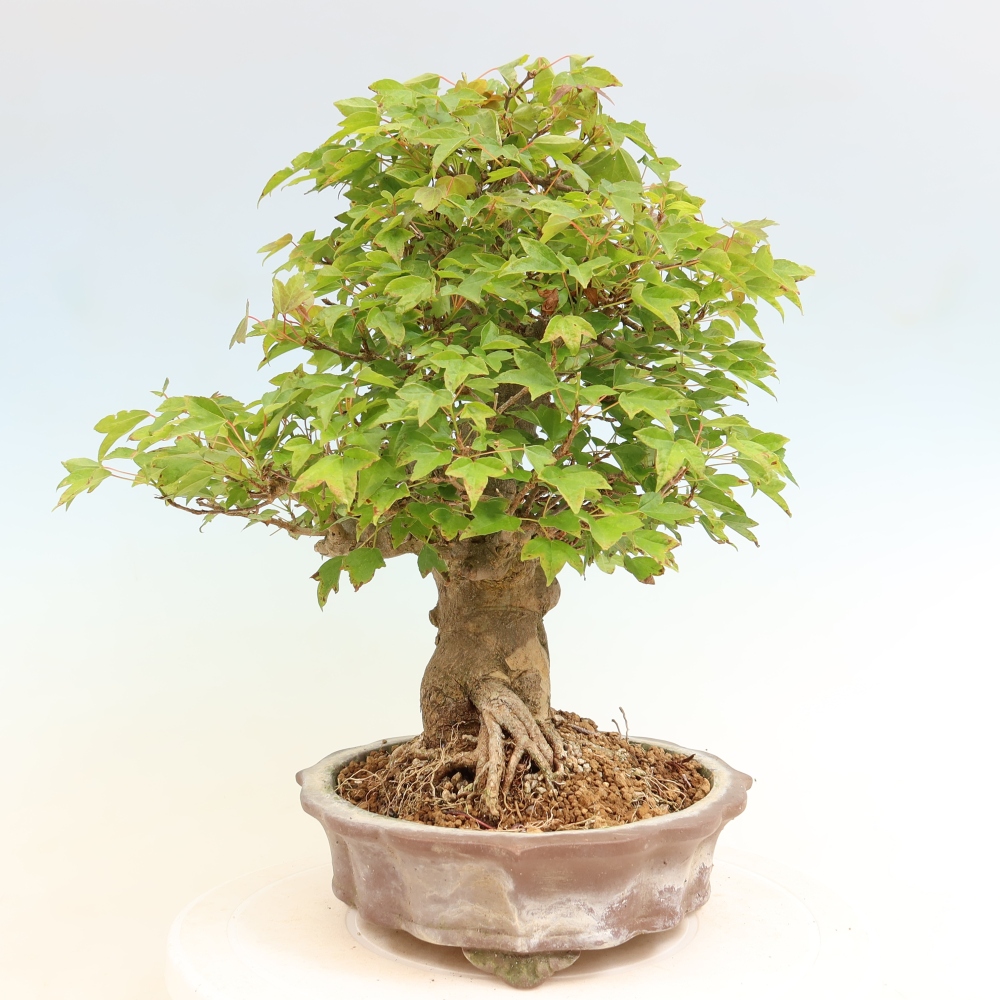 Kültéri bonsai - Juhar Burger - Acer Burgerianum
