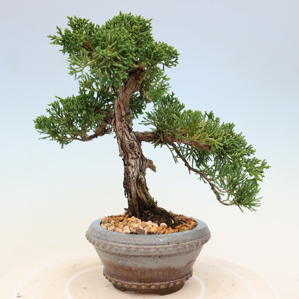 Kültéri bonsai - Juniperus chinensis Kishu