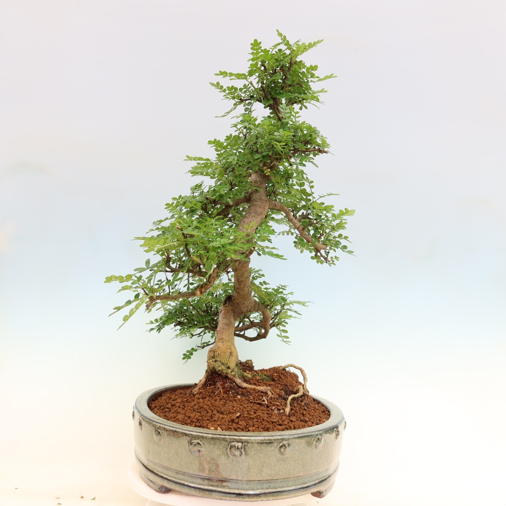 Szobai bonsai - Zantoxylum piperitum - borsfa