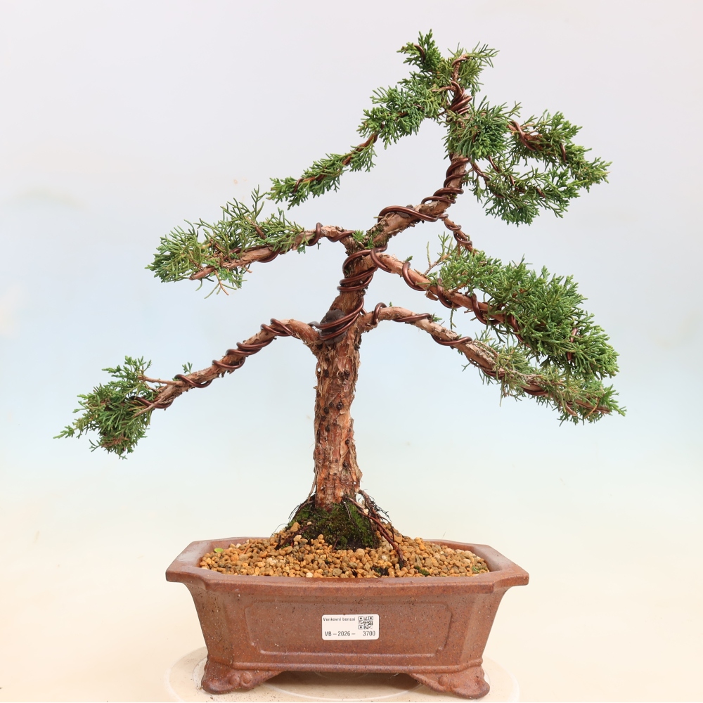 Kültéri bonsai - Juniperus chinensis Kishu