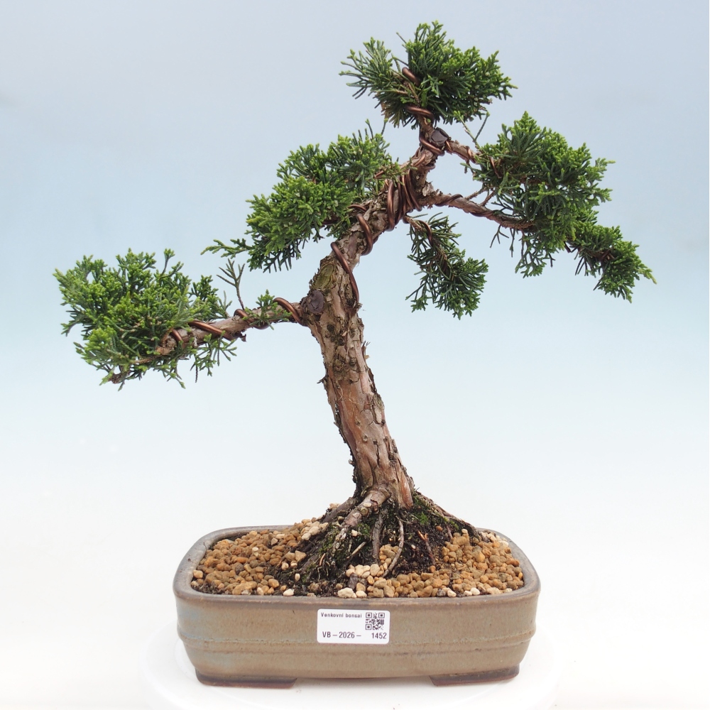 Kültéri bonsai - Juniperus chinensis Kishu