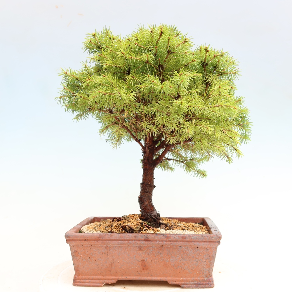 Kültéri bonsai – Szürke lucfenyő – Picea glauca globe