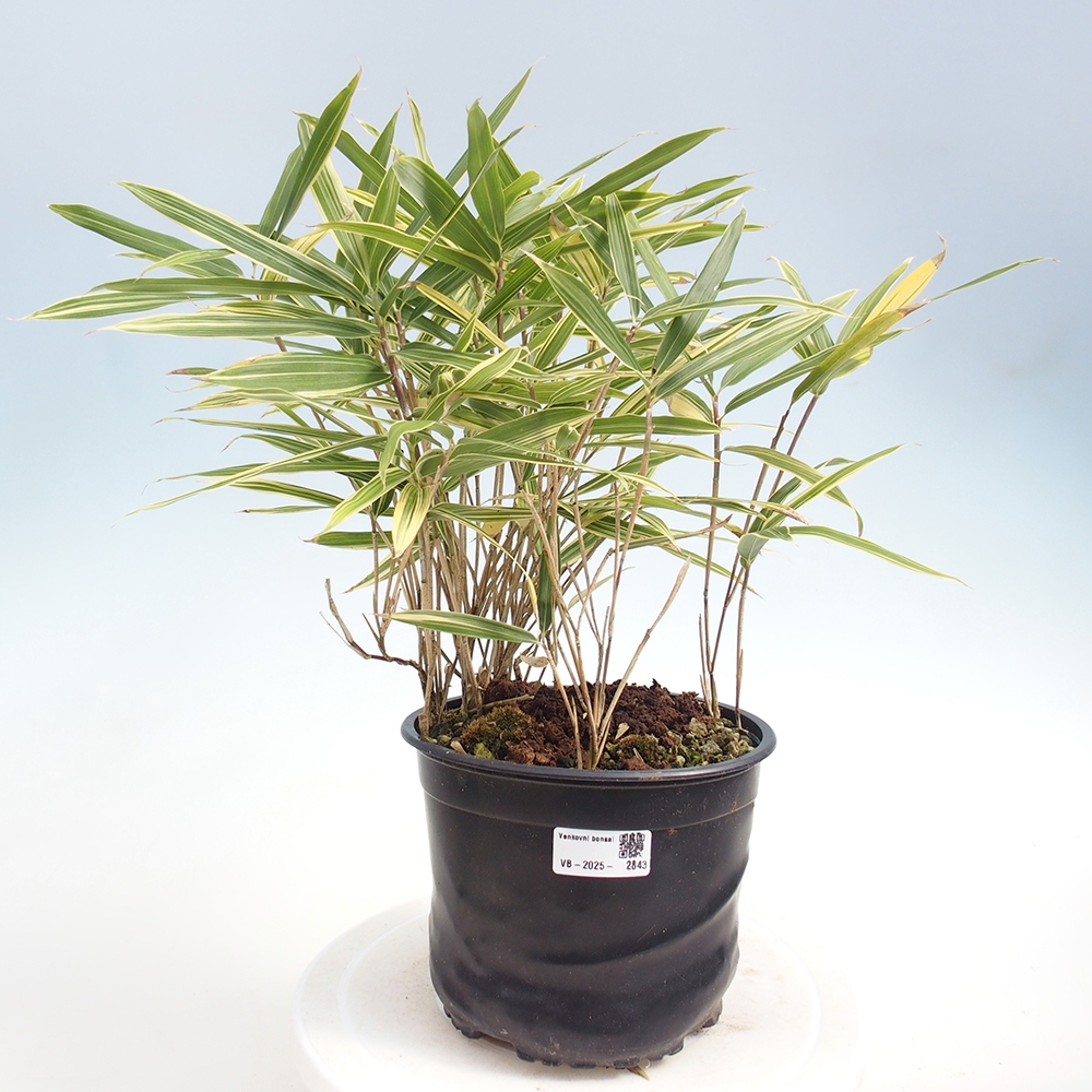 Kültéri bonsai - Sasaella masamuneana Albostriata - Bambusz