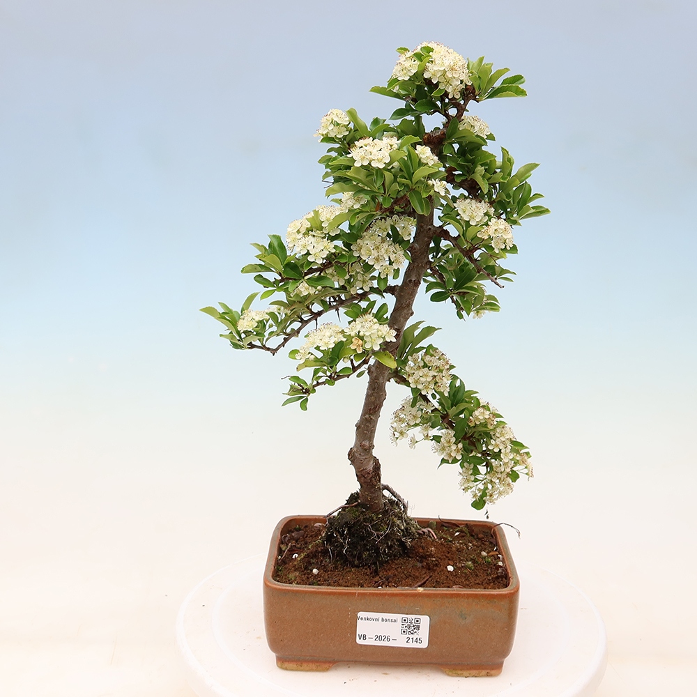 Kültéri bonsai – Pyracantha teton – Vörös tűszem