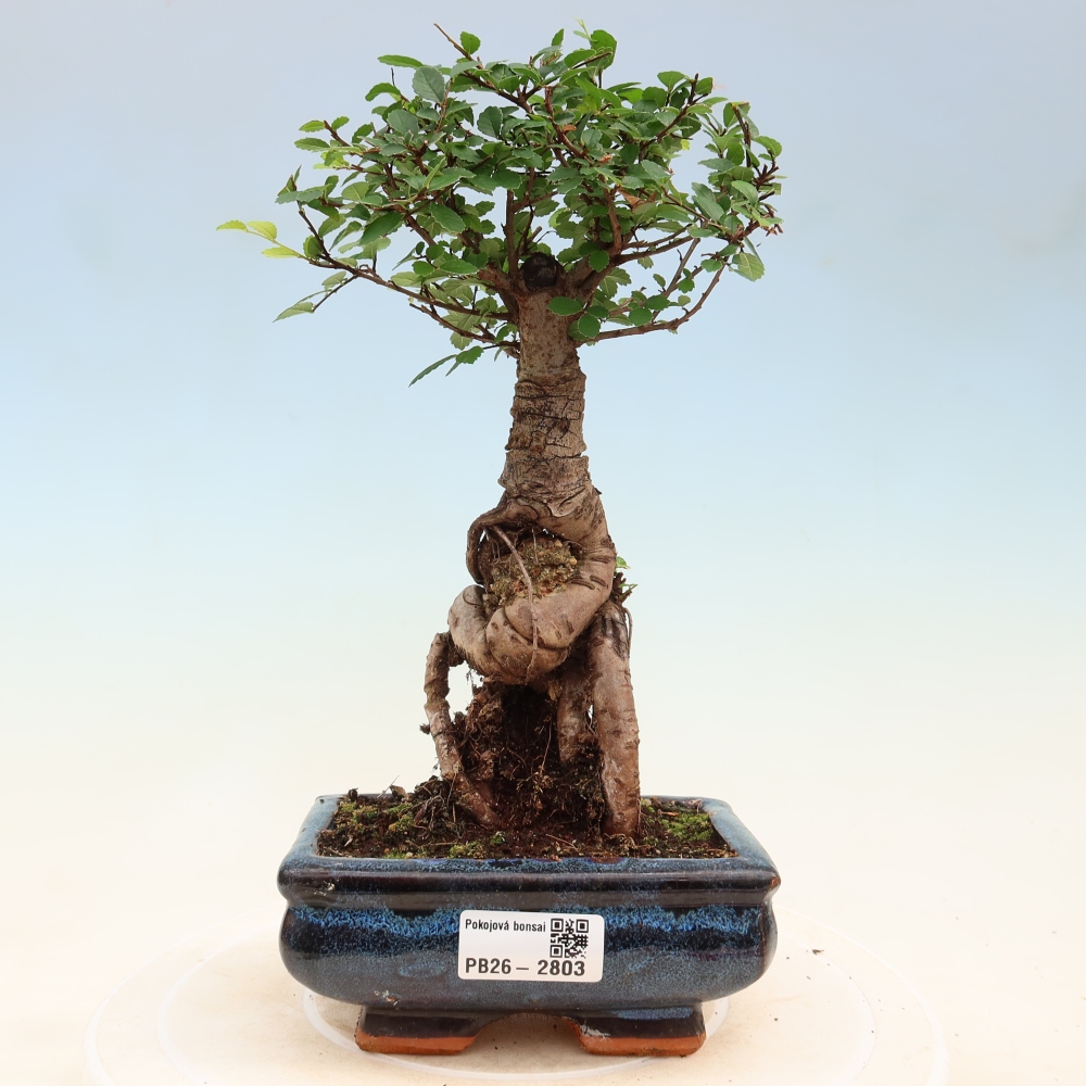 Szobai bonsai - Ulmus parvifolia - Kislevelű szilfa