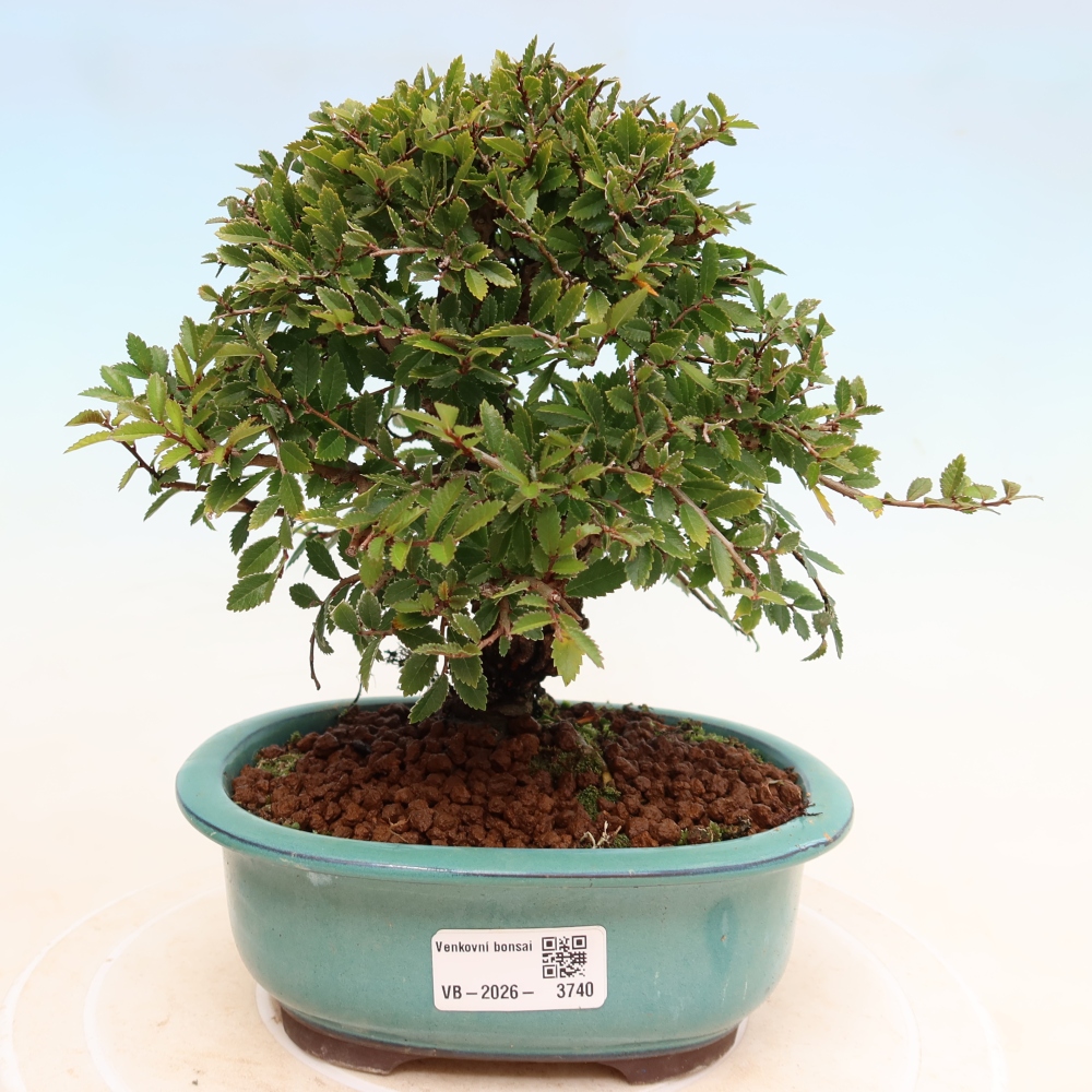 Kültéri bonsai - Zelkova - Zelkova NIRE