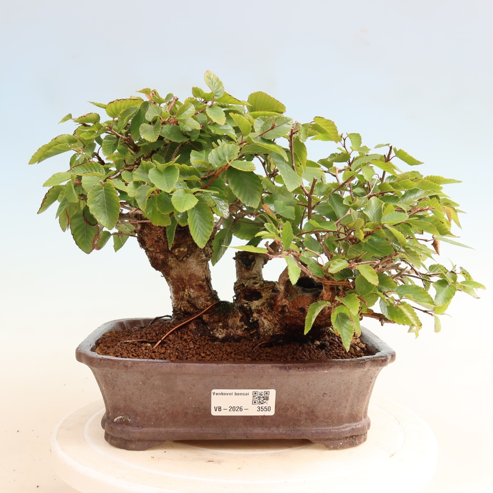 Kültéri bonsai -Carpinus CARPINOIDES - Koreai gyertyánfa
