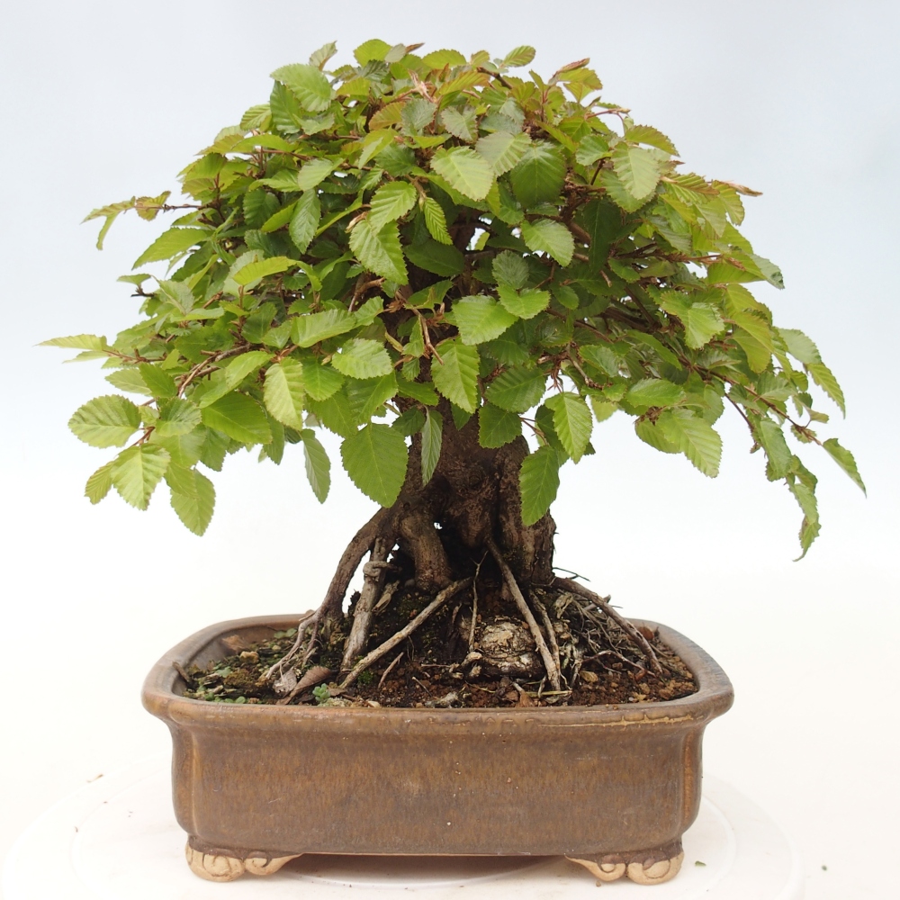 Kültéri bonsai -Carpinus CARPINOIDES - Koreai gyertyánfa