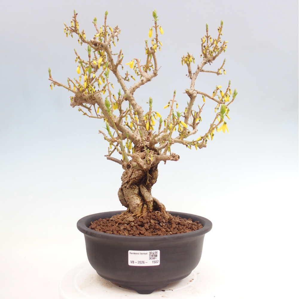 Kültéri bonsai - Zlatice - Forsythia koreana