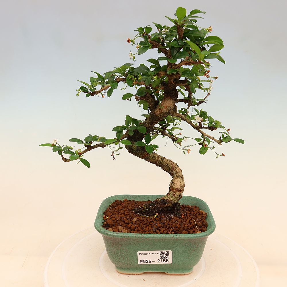 Szobai bonsai - Carmona macrophylla - Tea fuki