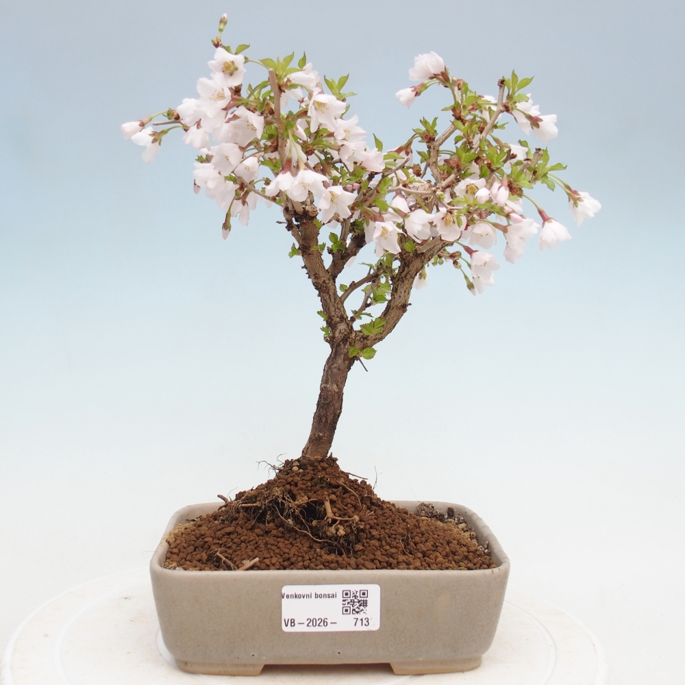 Kültéri bonsai - Prunus incisa Kojou-no mai-Plivon kivágva