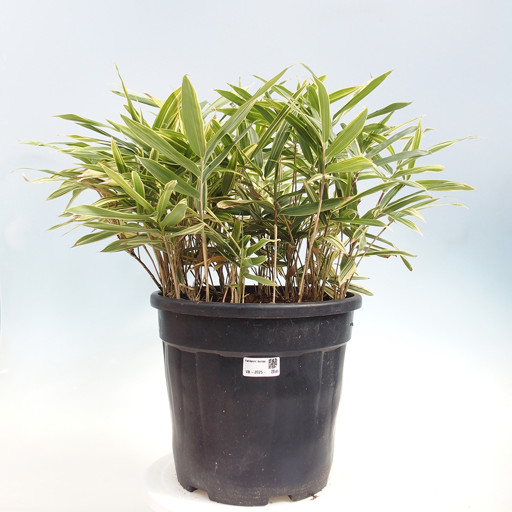 Kültéri bonsai - Sasaella masamuneana Albostriata - Bambusz