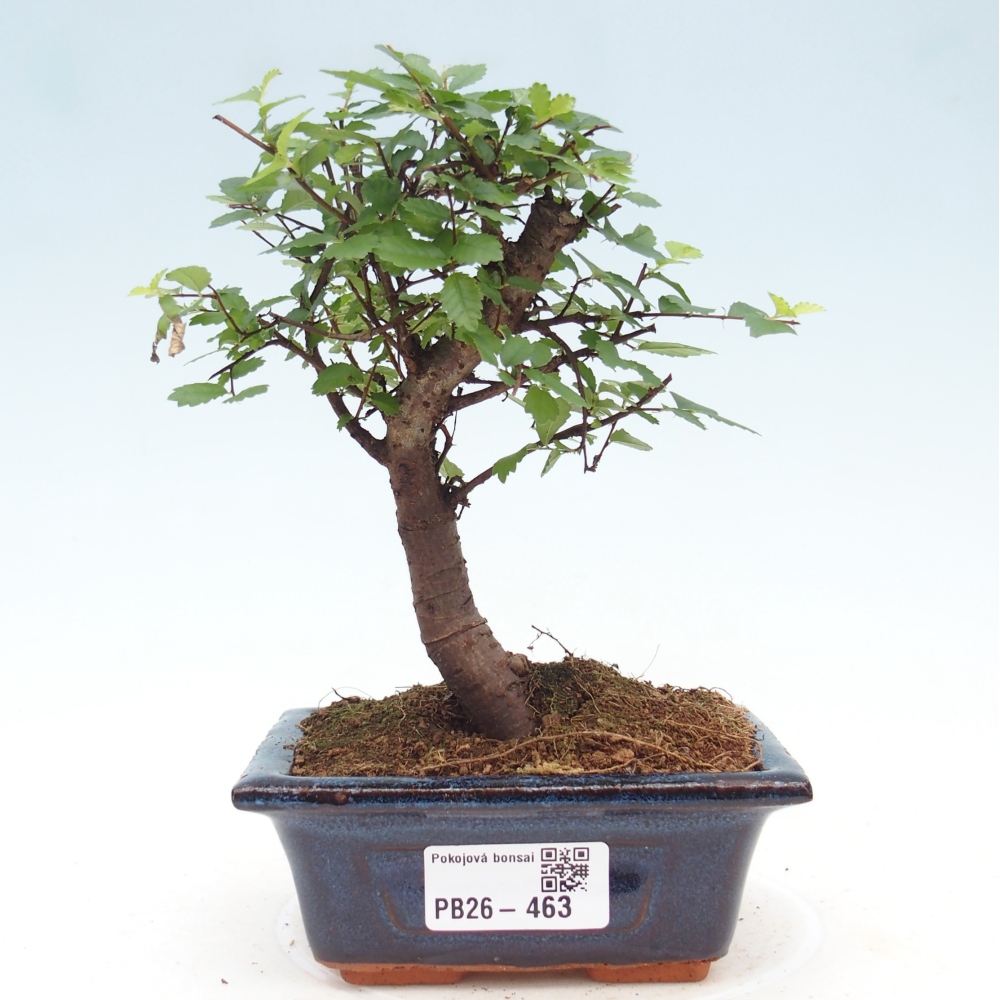 Szobai bonsai - Ulmus parvifolia - Kislevelű szilfa