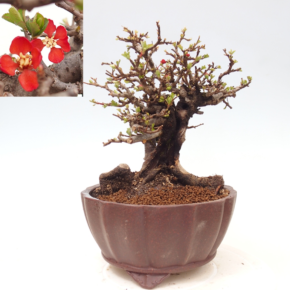 Kültéri bonsai - Chaneomeles speciosa - birs