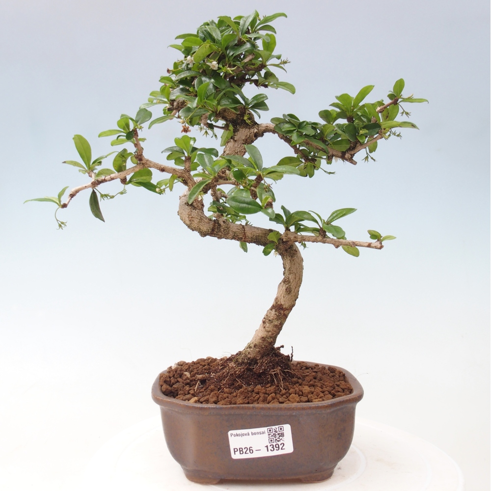 Szobai bonsai - Carmona macrophylla - Tea fuki